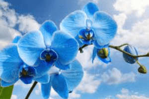 azul3 azul3